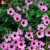 Герань пепельная (Geranium cinereum) Балерина С2 ГлХ/26