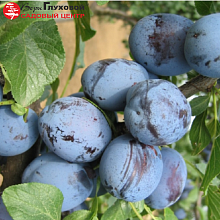 Основное изображение товара