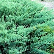Можжевельник казацкий 