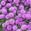 Астра новобельгийская 