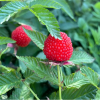 Малино-земляника "Розалин" на фото