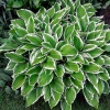 Хоста волнистая (Hosta undulata) Альбомаргината С1,5 НСп/26