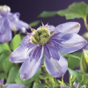 Клематис (Сlematis) 'Blue Light' С2 НАп/25