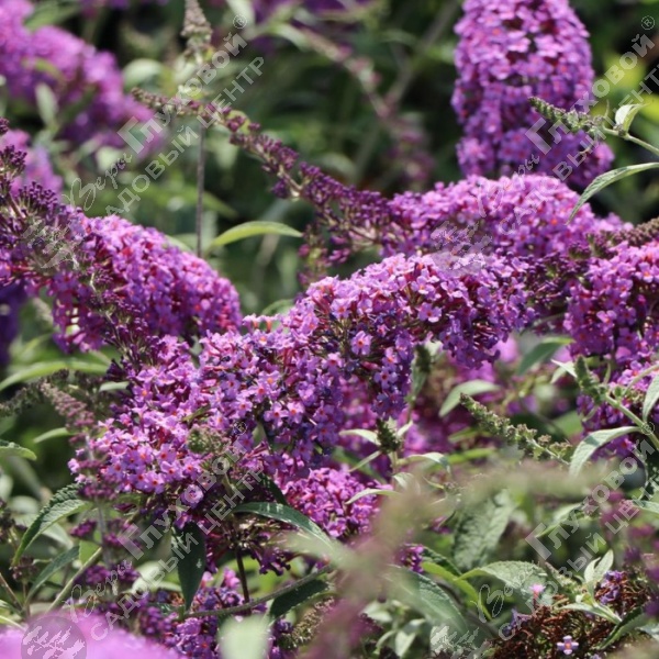 Буддлея Давида "София" на фото