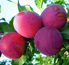 Основное изображение товара