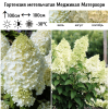 Гортензия метельчатая (Hydrangea paniculata) Меджикал Матерхорн Р9 СП/26