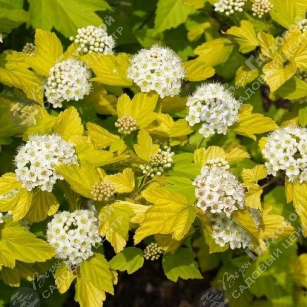 Пузыреплодник калинолистный "Дартс Голд" на фото