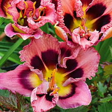 Основное изображение товара