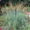 Сорговник поникающий (Sorghastrum nutans) Томагавк С3 РФр/26