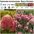 Гортензия метельчатая 