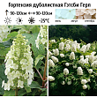 Гортензия дуболистная 