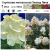 Гортензия метельчатая (Hydrangea paniculata) Тиклед Пинк Р9 СП/26