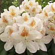 Рододендрон крупноцветковый 