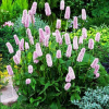 Горец змеиный (Persicaria bistorta) Суперба С3 ГлХ/26