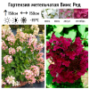 Гортензия метельчатая (Hydrangea paniculata) Вимс Ред 2-3вет ОКС СП/25