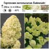 Гортензия метельчатая (Hydrangea paniculata) Лаймлайт Р9 СП/26