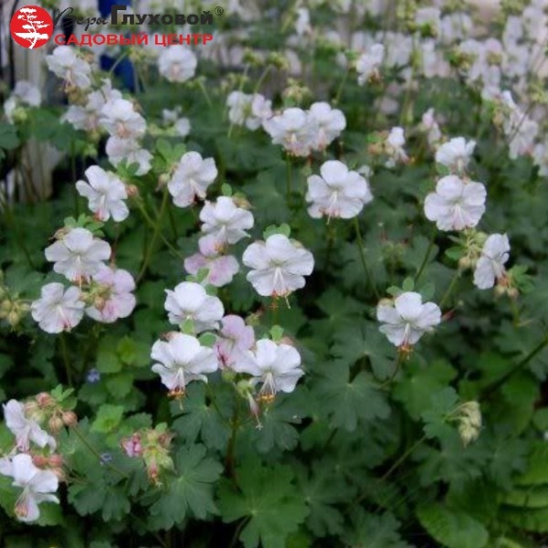 Основное изображение товара