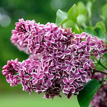 Основное изображение товара