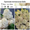 Гортензия метельчатая (Hydrangea paniculata) Бобо  С3 СП/24