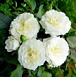 Роза флорибунда 