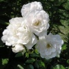 Роза миниатюрная" White Fairy" на фото