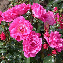 Основное изображение товара