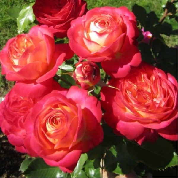 Основное изображение товара