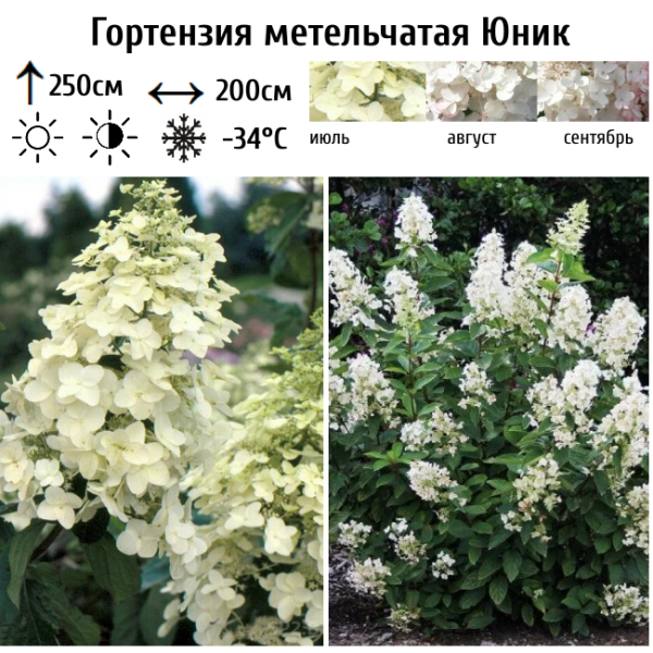 Основное изображение товара