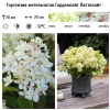 Гортензия метельчатая (Hydrangea paniculata) Гарденлайт Литтллайт С3 НАп/26