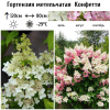 Гортензия метельчатая (Hydrangea paniculata) Конфетти  С3 СП/26