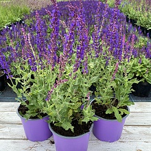 Основное изображение товара