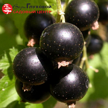 Рисунок 257.jpg