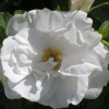 Роза Ругоза (Rosa rugosa) Blanc Double de Courbert С5 НАп/25