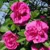Роза Ругоза (Rosa rugosa) Hansa С5 НАп/25