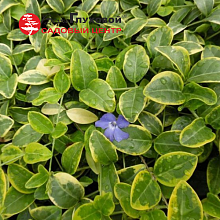 Основное изображение товара