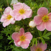 Лапчатка кустарниковая (Potentilla fruticosa) Гламур Герл С3 СП/25