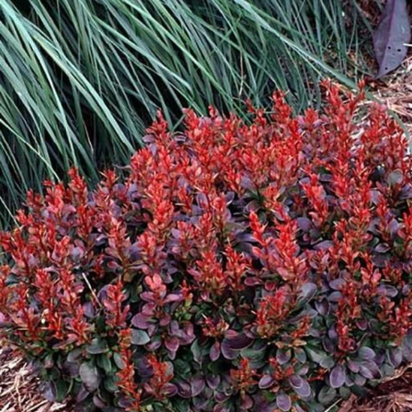 Барбарис Тунберга «Багатель» Berberis thunbergii «Bagatelle» (B. th. «Kobold» x B.th. «Atropurpurea