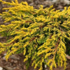 Можжевельник обыкновенный (Juniperus communis) Голдшатц  С3 СП/25