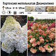 Гортензия метельчатая 
