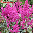 Астильба 