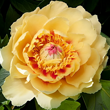 Основное изображение товара