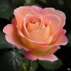 Роза чайно-гибридная 'Elle' С7 БНвС/26