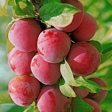 Основное изображение товара