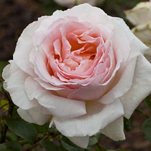 Основное изображение товара