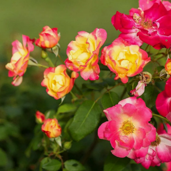 Основное изображение товара