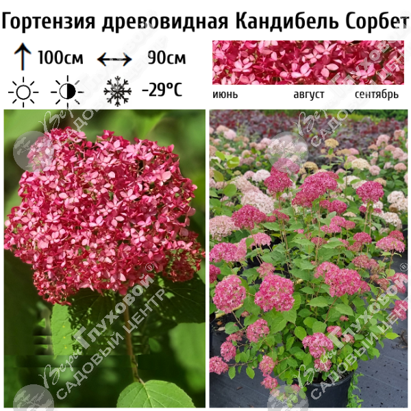 Гортензия древовидная "Кандибель Сорбет" на фото