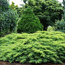 Основное изображение товара