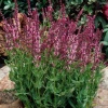 Шалфей дубравный (Salvia nemerosa) Роуз Квин С2 ГлХ/26