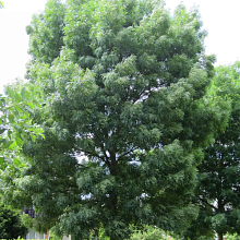 Основное изображение товара