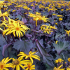 Бузульник зубчатый (Ligularia dentata) Осирис Кафе Нуар С2 ГлХ/26